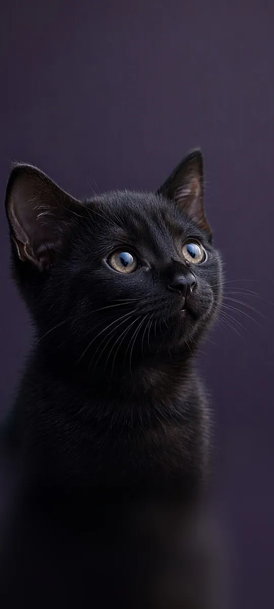 Чёрный котёнок
